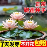 碗莲种水系列培水养绿植物养殖睡莲荷花无土盆栽花卉静雅盆景