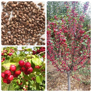 ��ľ�������ķN�Ӵ��z���Ļ��N�Ӱ��⺣�ķN��ɽ���ӷN����ľ�N��