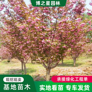 Grafted Japanese Cherry Blossom Saplings, Courtyard Planting in the North and South, Potted Florals, Greening Projects, Landscape Trees, Early Cherry Blossoms and Late Cherry Blossoms