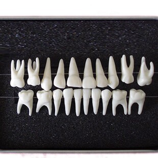 Envo Yinuo permanent teeth 1:1 model adult dentition teeth model
