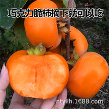 ɿӘNֲĥPo˴ձԵԮY