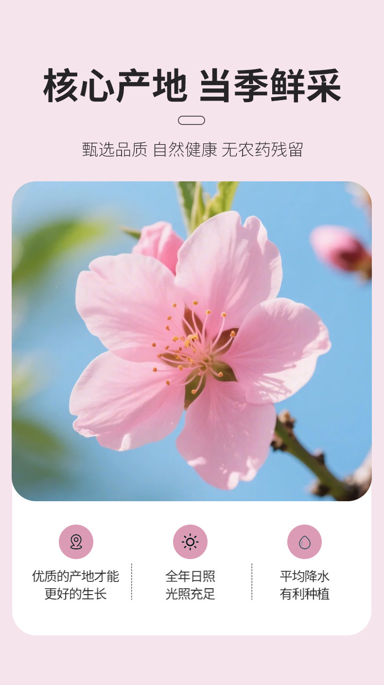 Dried Peach Blossom Buds Tao Hua 500g Food Grade Loose Flowers for Tea and Infusions 2025 New Harvest quality and texture