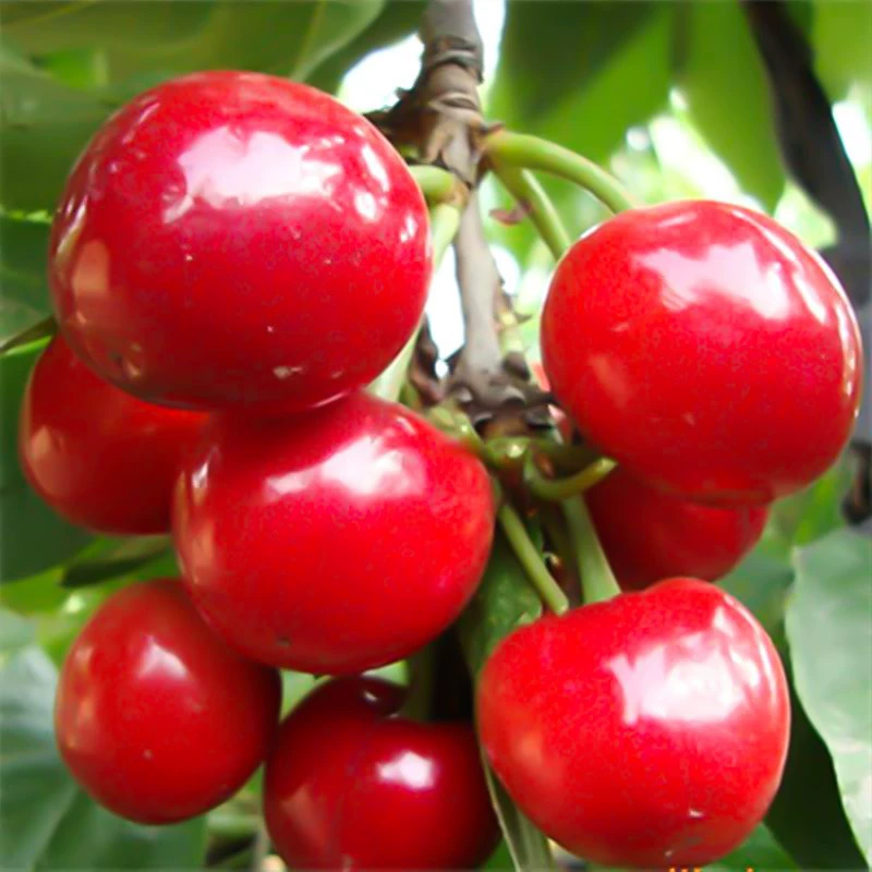 Новый сорт раннеспелых очень крупных саженцев вишни, привитых с саженцами вишни для посадки на севере и юге без разрыва плодов Фучен