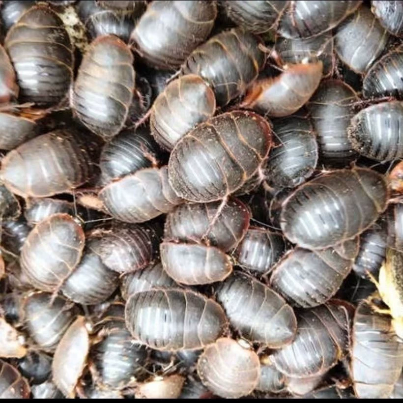 Live Tuoyuan, большой женский производитель насекомых, саранский почва, прямая поставка