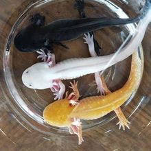 六角恐龙蝾螈龙鱼宠物锦鲤观赏鱼淡水鱼淡水活物好养金鱼冷水懒人