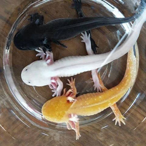 六角恐龙蝾螈龙鱼宠物锦鲤观赏鱼淡水鱼淡水活物好养金鱼冷水懒人