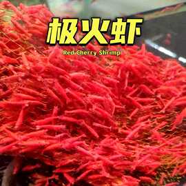 极火虾观赏虾淡水宠物虾樱花虾黑壳虾除藻虾红琉璃米虾水晶虾