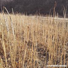 �|��ɽ�^�خa����ѿ�����rɽҰ�˴���ѿ�� ��ɽ �r��Ժ��ֲ����ѿ