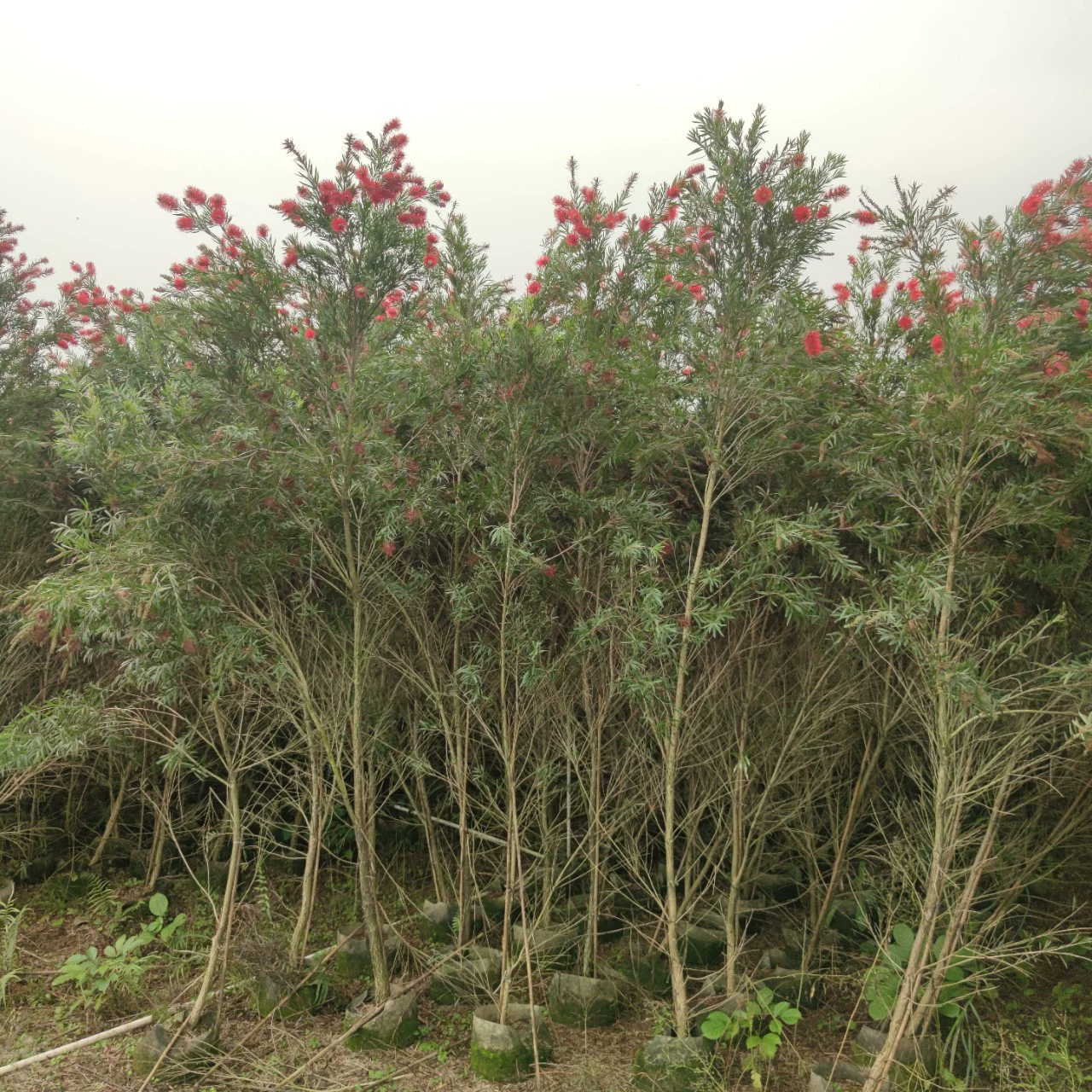 2304 питомник поставляет мягкие ветви и много цветов