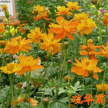 ���A�շN�� ���ܷN���S��Ӣ�N�� ���S�շN�� �ݻ��N�� ��ؚ񤻨��