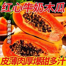 现摘广西木瓜新鲜水果应季冰糖心木瓜非雷州木瓜树上熟批发自然熟