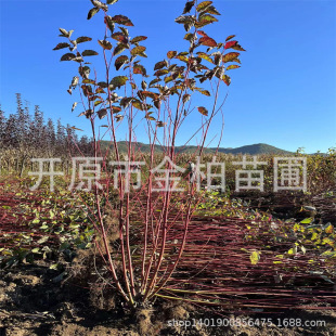 �t��ľ�G�h����|���t��ľС���|���t��ľ���Ա���G����ľ�r��