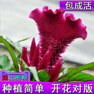 Flower Seeds of Cockscomb, Cockscomb Seeds, Cockscomb Seeds for Planting in All Seasons, Flower Gardens, Pastoral Landscapes