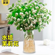 茉莉花水培植物盆栽带花苞四季开办公室内桌面好养插花鲜花绿植卉