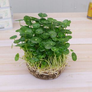 �~�X���҃����Ի��ܾGֲ�ײ��辰���X�ݾG�}���m�����՚�ˮ��ֲ��