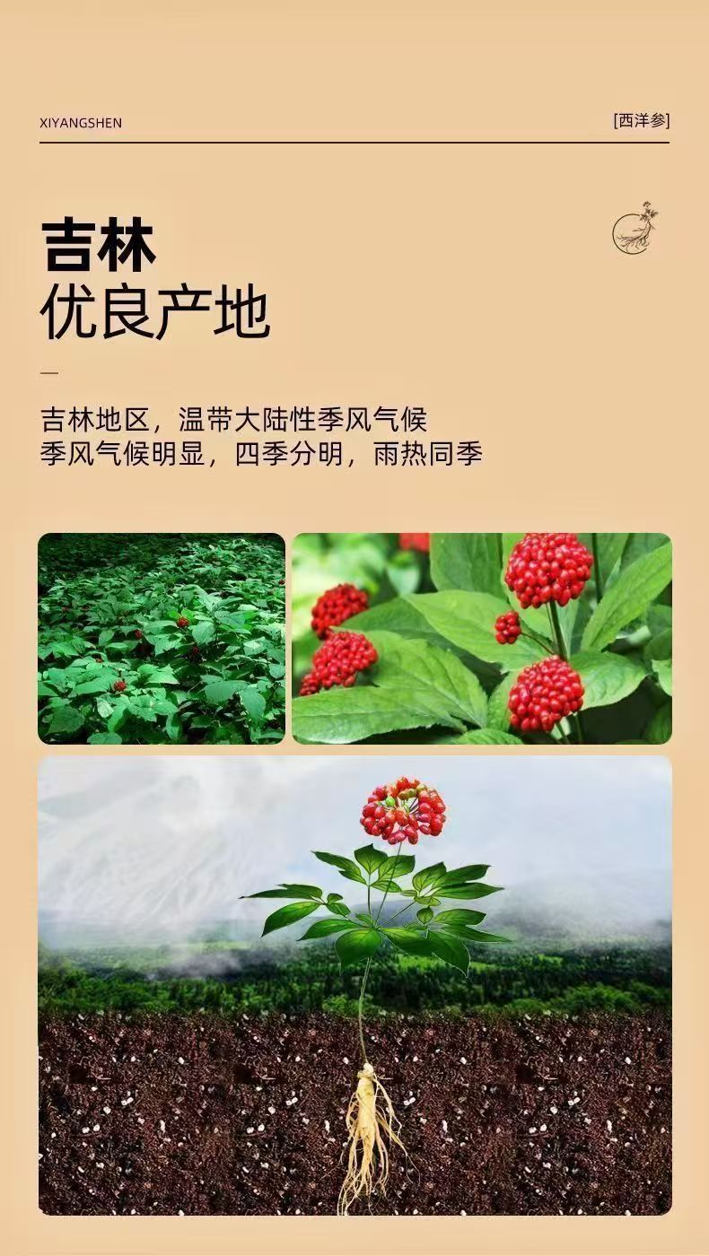 American Ginseng Slices Xi Yang Shen 西洋参 Panax quinquefolius Root Slices for Daily Herbal Tea and Cooking 500g Bag quality and texture
