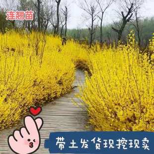 ӭ���������B�N�������S�ϻ�����ͥԺֲ��G�����ļ��ͺ�����