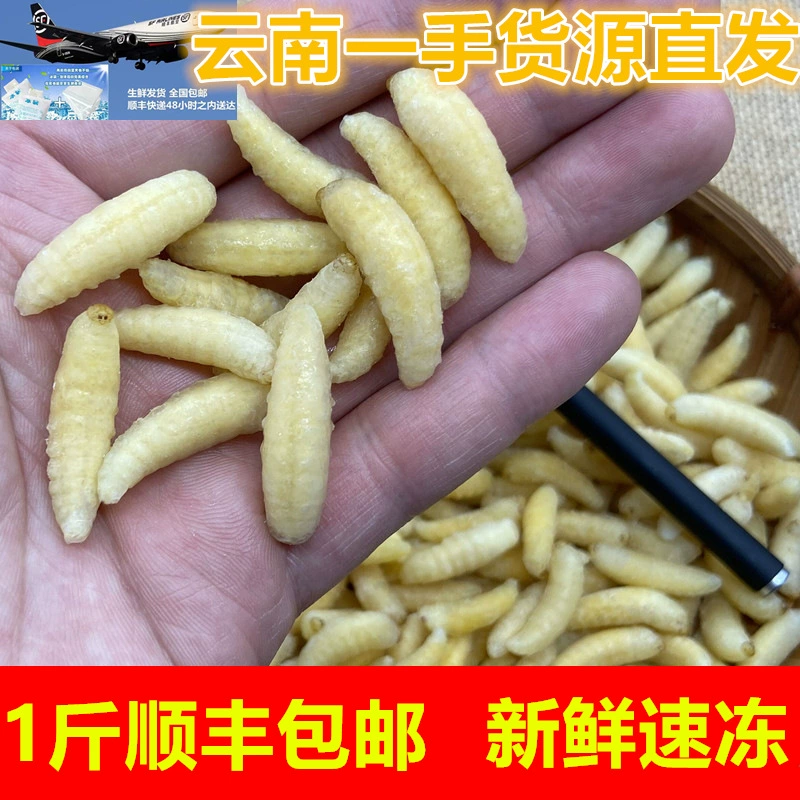 Дикая первоклассная пчела свежая замороженная оса