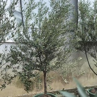 Olive Tree Potted Large Green Plant Office Oversized Real Green Plant Terrace Courtyard Nordic Green Plant Evergreen All Year Round