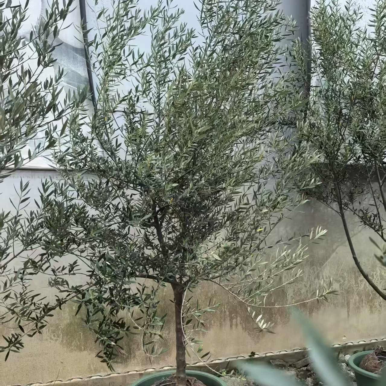 Оливковое дерево в горшке, большое зеленое растение, офисное, большое, настоящее зеленое растение, терраса, двор, скандинавское зеленое растение, вечнозеленое круглый год