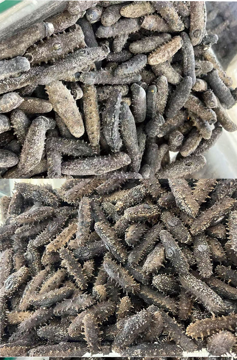 Ready to Eat Sea Cucumber Liaoning Dried Frozen Independent Pack 500g in use