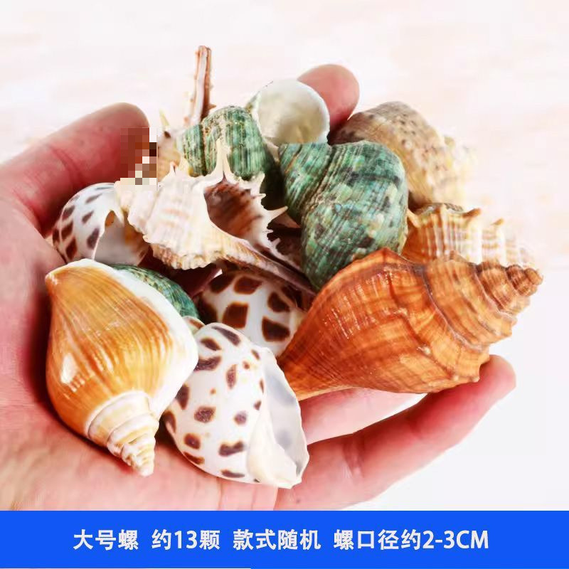 然寄居蟹替换壳卷贝鱼空壳水族造景创意手工diy风铃相框装饰画|undefined