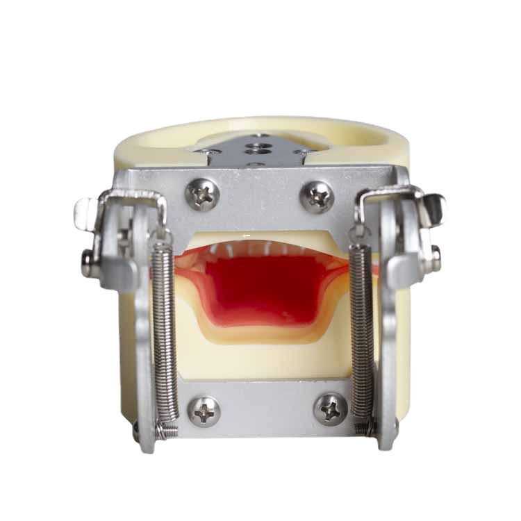 Modelo de diente deciduo para niños Modelo de caries dental extraíble Modelo de caries dental para niños Modelo dental de demostración de enseñanza oral