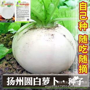�P�݈A���}���N�����ϻ�������Ƥ�������̨ͥԺ�����ļ��߲˷N��