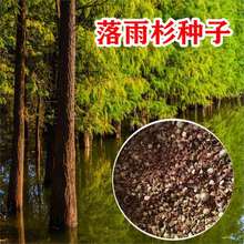新采落雨杉种子水杉树种子绿化造林落羽杉种子