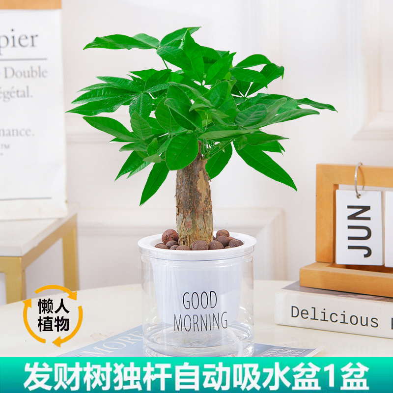 머니트리(굿모닝 냄비) + 영양액