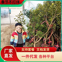 һl÷玧޽Ӗ|÷ش󰫻ԵϷY