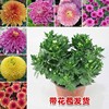 September ju Four seasons Bloom Big flower Chrysanthemum Potted plant Bud Cold-resistant Indoor and outdoor balcony courtyard Green plant flowers and plants