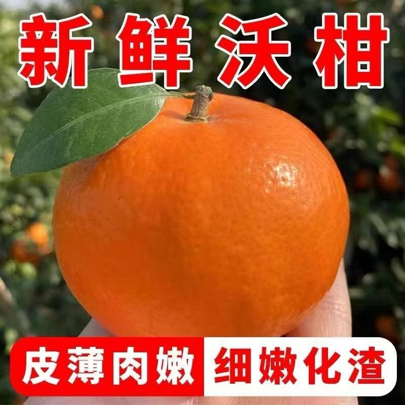现摘现发当季四川有籽沃柑薄皮桔子手剥柑橘应季新鲜水果整箱代发