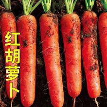 新鲜沙地【现挖现发】胡萝卜生吃当季鲜红萝卜农家自种蔬菜红萝卜