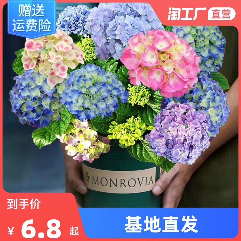 Hydrangea Seedlings Endless Summer All Year Round Blooming Hydrangea Potted Courtyard Easy-To-Grow Flower Plants Indoor Flower Balcony Hydrangea Seedlings Endless Summer All Year Round Blooming Hydrangea Potted Courtyard Easy-To-Grow Flower Plants Indoor Flower Balcony