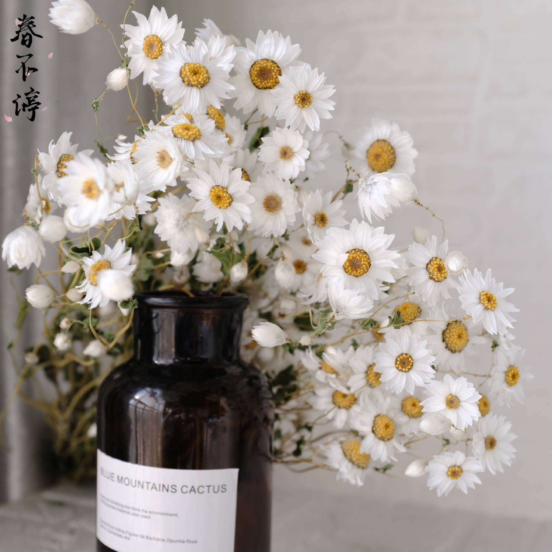 Ludan Bird Rodanse Dried Flower Internet Celebrity White Bouquet Yunnan Manufacturer Wholesale Home Decoration Props Display Ins Style