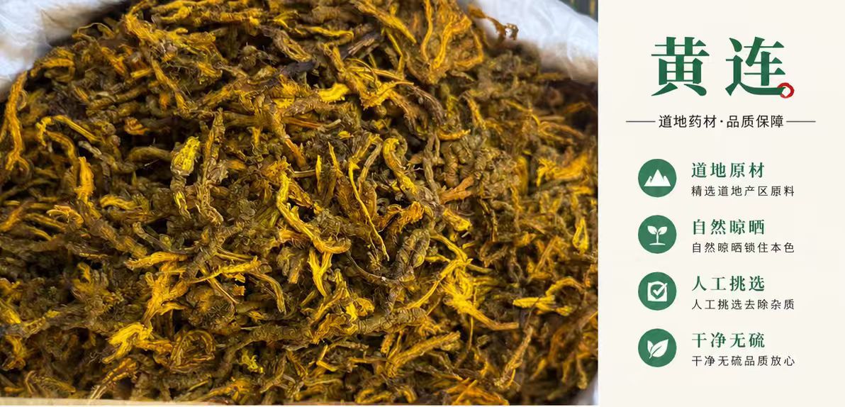 Sichuan Coptis Root Huang Lian Dried Chinese Herb Clean Raw Material 1000g Bag overview