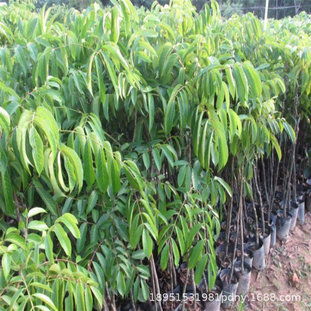 Рассада фруктовых деревьев Зеленая рассада оливок Хрустящие сладкие семена Оливковая привитая рассада Аутентичный Золотой нефрит Three Twist Оливковая черная Оливковая рассада фруктов