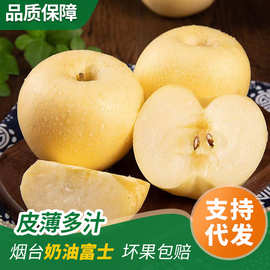山东烟台栖霞黄金奶油富士苹果冰糖心脆甜多汁香甜奶油苹果批发