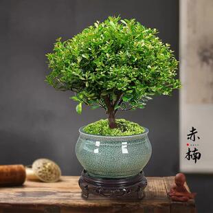 Golden Nanmu Small Leaf Red Nanmu Evergreen Easy-To-Live Plant Potted Flower Old Stump Indoor Living Room Office