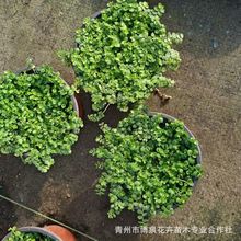 新西兰半边莲基地直销120双色杯苗地被开花花镜植物四季开花