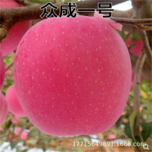 嫁接众成苹果树苗 早熟苹果苗中秋国庆上市 美国八号中秋王苹果苗