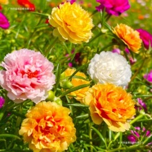 �ذ�̫ꖻ����ɫ������ɫ�R�X�a�����l؛�҃����̨ͥԺ����ֲ��