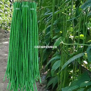 ���L�����ǷN�G�חl�L�����ӷN�Ѹ߮a���������ﲥ�߲˷N�����N��