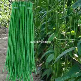 特长豇豆角种绿白条长豆角子种籽高产抗病春夏秋播蔬菜种豇豆种子