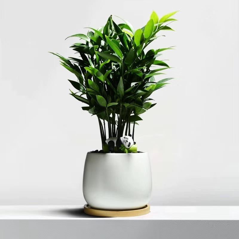 Árbol de la fortuna Planta de interior en maceta Sala de estar Planta verde resistente a la sombra Oficina Flores de escritorio Evergreen Evergreen Evergreen Evergreen Evergreen