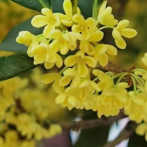 8월의 월계수 [강한 향기]