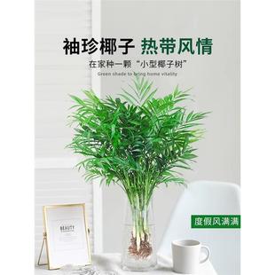 Pocket Coconut Hydroponic Plant, Rich Coconut, Phoenix Tail Bamboo, Potted Green Plant in the Living Room and Office, Easy to Feed in All Seasons