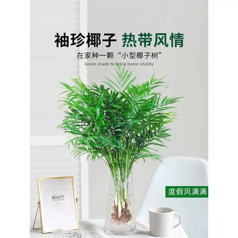 Карманное кокосовое гидропонное растение, богатый кокос, бамбук с хвостом феникса, зеленое растение в горшке в гостиной и офисе, легко кормить в любое время года.