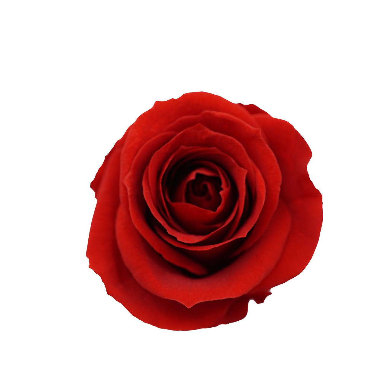 Clase A Flor eterna Rosa 3-4cm Flor seca DIY Yunnan Fabricante 520 Día de la Madre al por mayor